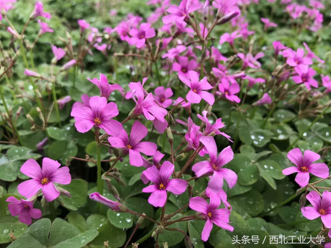 西工大“校花”知多少