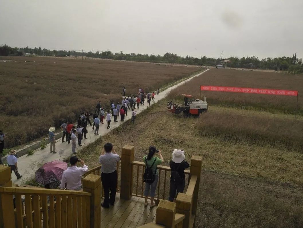 「工作動(dòng)態(tài)」2018年“四川省油菜機(jī)械化收獲”現(xiàn)場會(huì)暨“四川省油菜高效生產(chǎn)助推鄉(xiāng)村振興戰(zhàn)略”研討會(huì)在新民鎮(zhèn)召開