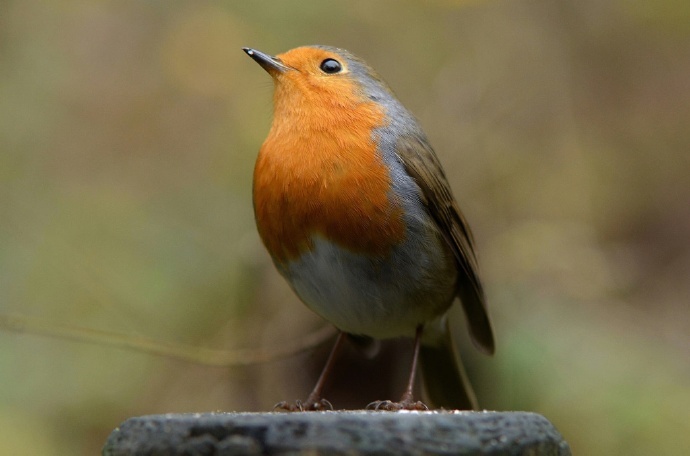 八首描写鸟的古诗词，借物抒情，细腻有趣