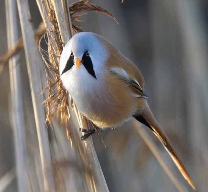 八首描写鸟的古诗词，借物抒情，细腻有趣