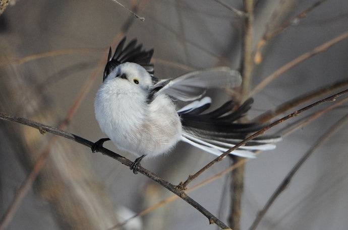 八首描写鸟的古诗词，借物抒情，细腻有趣