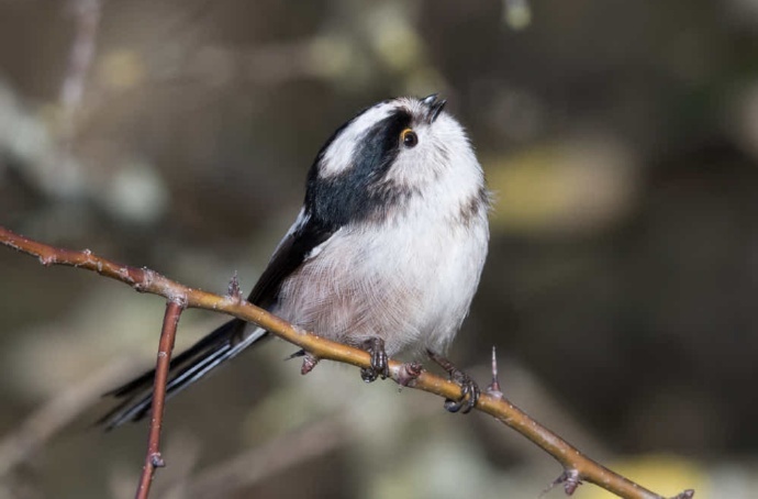 八首描写鸟的古诗词，借物抒情，细腻有趣