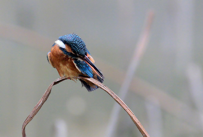 八首描写鸟的古诗词，借物抒情，细腻有趣
