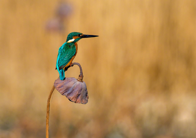 八首描写鸟的古诗词，借物抒情，细腻有趣