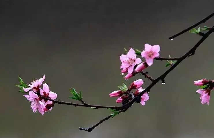 一道超难数学中考题的巧解：2017年重庆市数学中考第18题