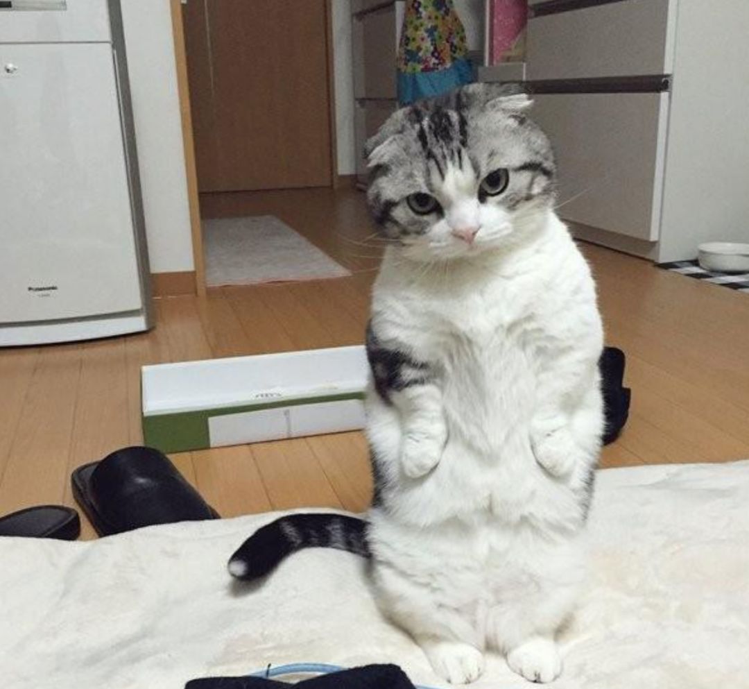 曼赤肯(猫界"柯基":小短腿曼赤肯猫,一种热爱站立的猫种!