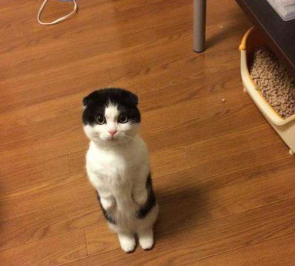 曼赤肯(猫界"柯基":小短腿曼赤肯猫,一种热爱站立的猫种!