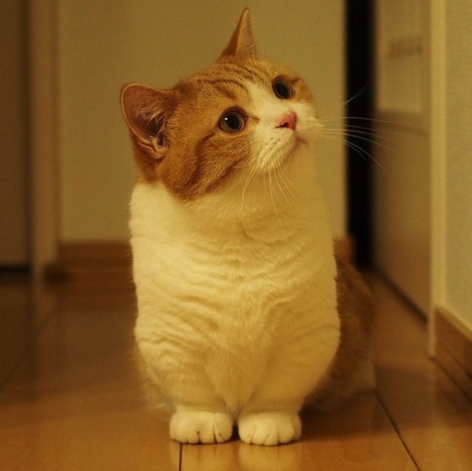 曼赤肯(猫界"柯基":小短腿曼赤肯猫,一种热爱站立的猫种!