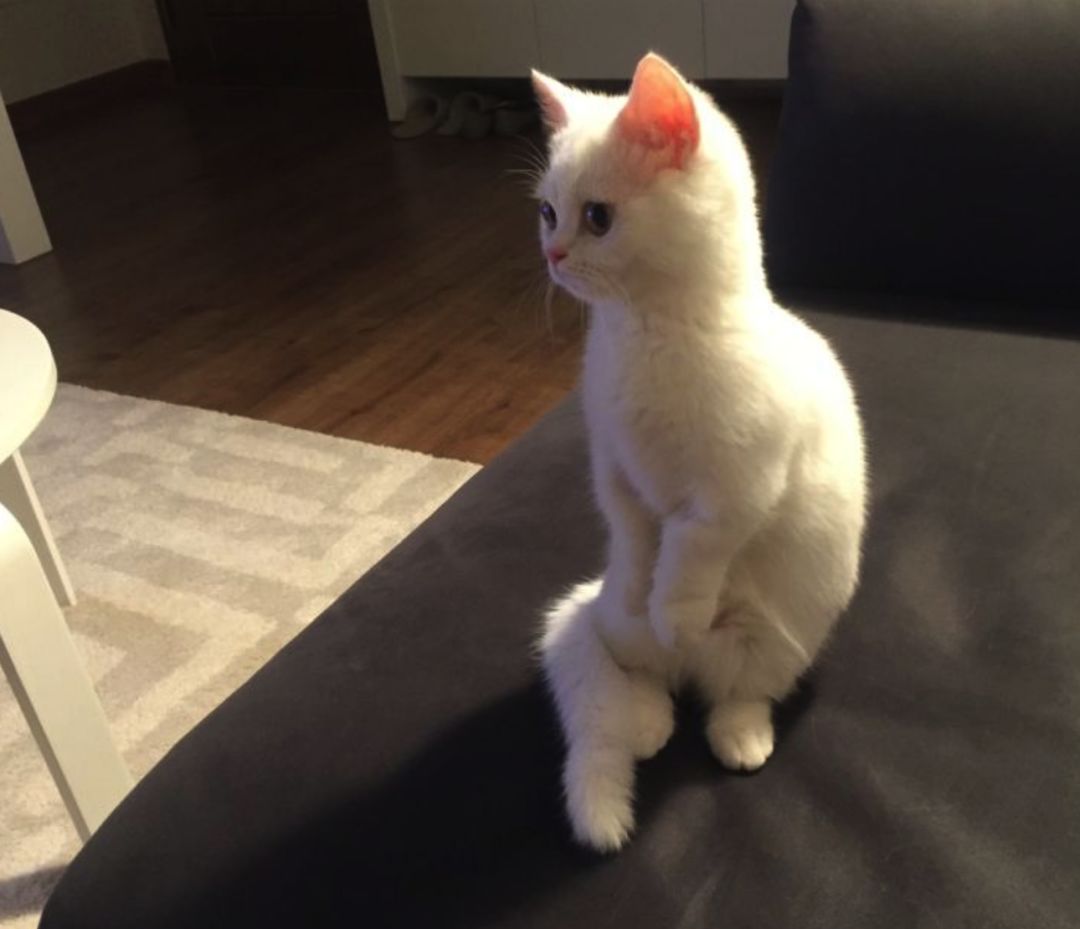 曼赤肯(猫界"柯基:小短腿曼赤肯猫,一种热爱站立的猫种!