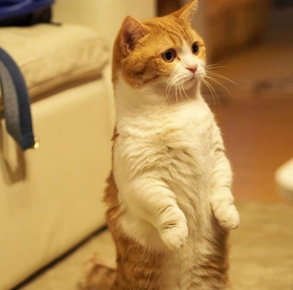 曼赤肯(猫界"柯基:小短腿曼赤肯猫,一种热爱站立的猫种!