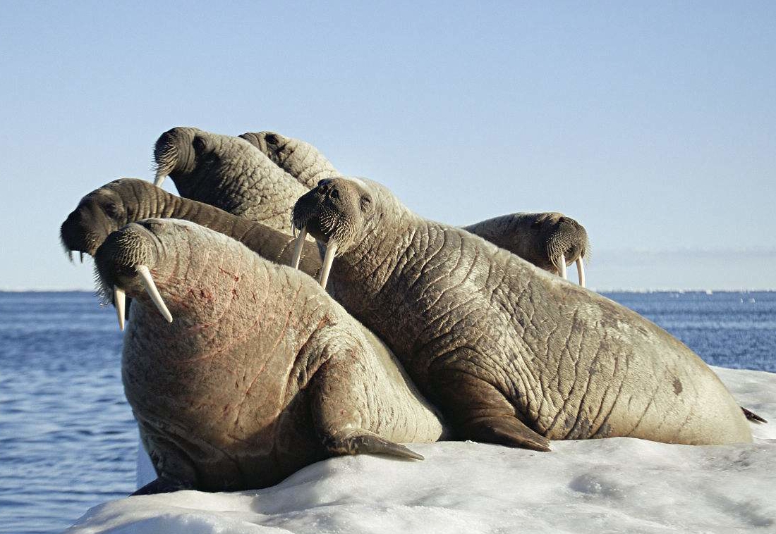海象,鳍脚亚目海象科海象属动物,被称为海中的大象.