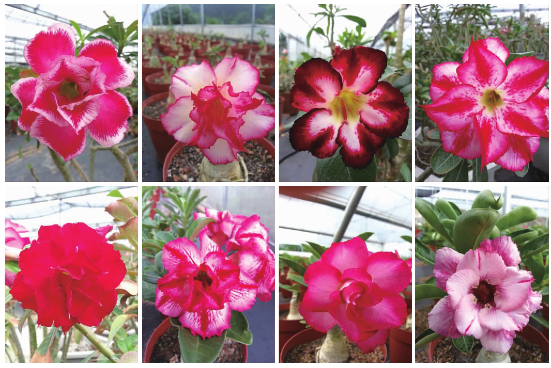 沙漠玫瑰小苗价格养一棵憨态可掬又美艳动人的沙漠玫瑰吧