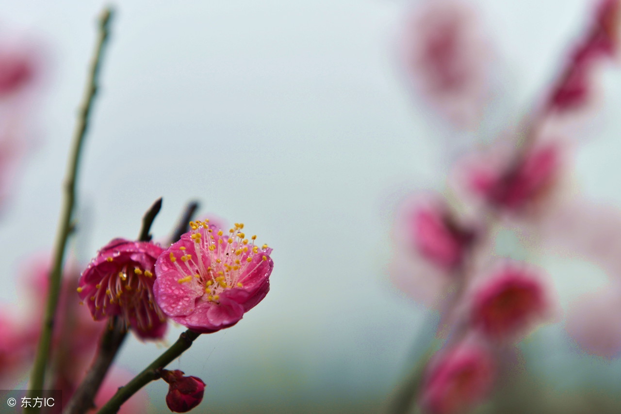 丁香结·雨中愁