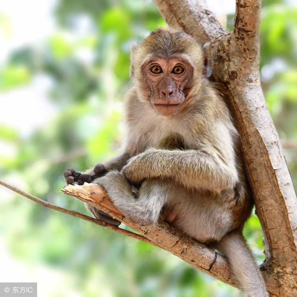 大金猴:1968年的属猴人一年甜到头 吃不愁,穿不愁,不接不顺!