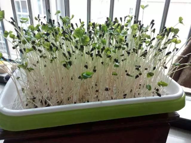 抓一把荞麦，种一片荞麦豆芽，让你吃上不一样的豆芽菜！