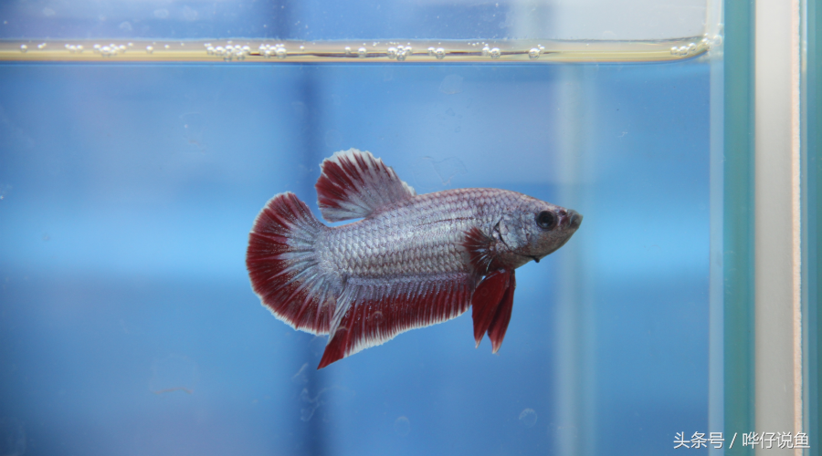 红龙将军斗鱼黑龙将军斗鱼红龙魔眼斗鱼第五种,龙鳞:专指鳞片上覆盖了