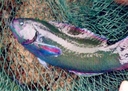 青衣鱼价格一般多少钱一斤？和苏眉鱼的区别在哪？怎么繁殖？