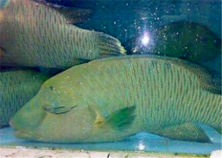 青衣鱼价格一般多少钱一斤？和苏眉鱼的区别在哪？怎么繁殖？