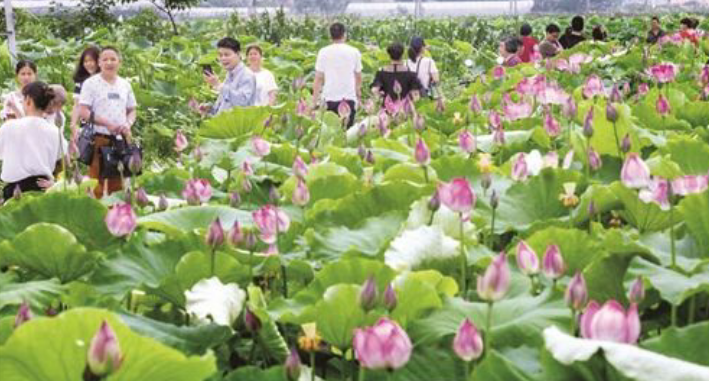 欣赏美景：蜜蜂吻花蝶恋花花海世界，请友友们对下句