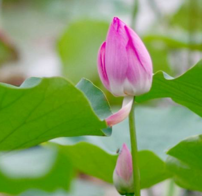 欣赏美景：蜜蜂吻花蝶恋花花海世界，请友友们对下句