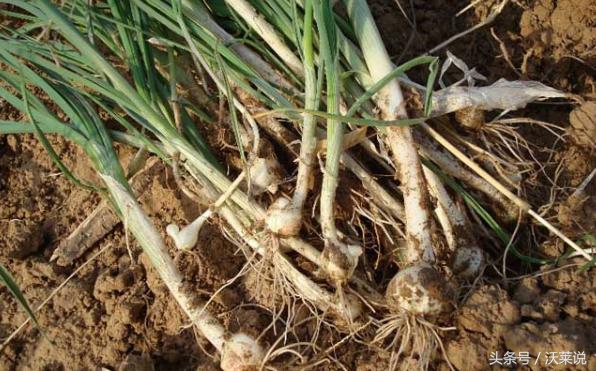 这种草通血管不输三七,地里到处都是,做菜入药都可以