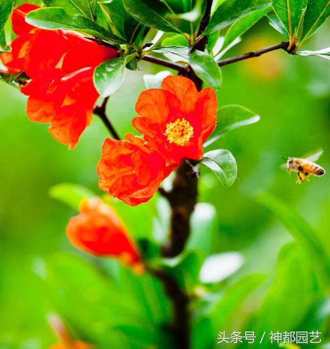 石榴花是什么季节开的(五月的花神即石榴花)