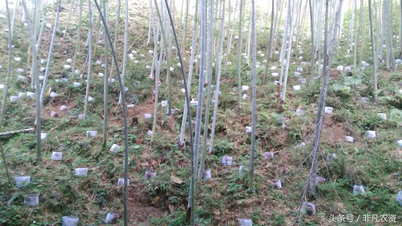 这种药材，见过吗？好多地方都在种植，价格贵，浑身都是宝！