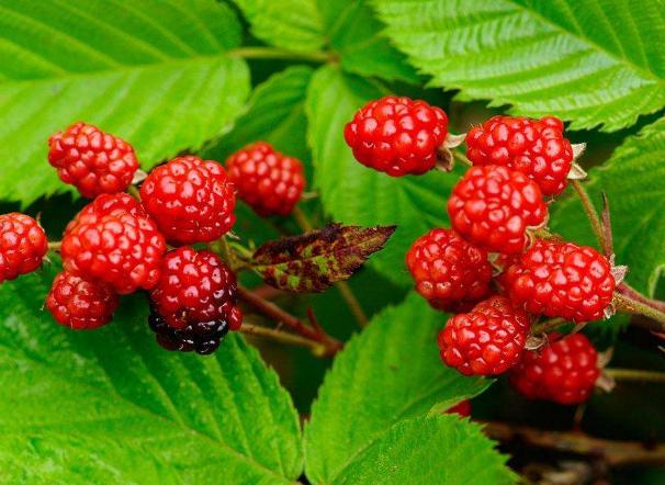 野生水果之六——蛇莓 像野草莓，但药理和临床应用更广的野果