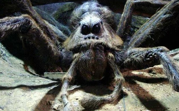 远古巨型蜘蛛图片