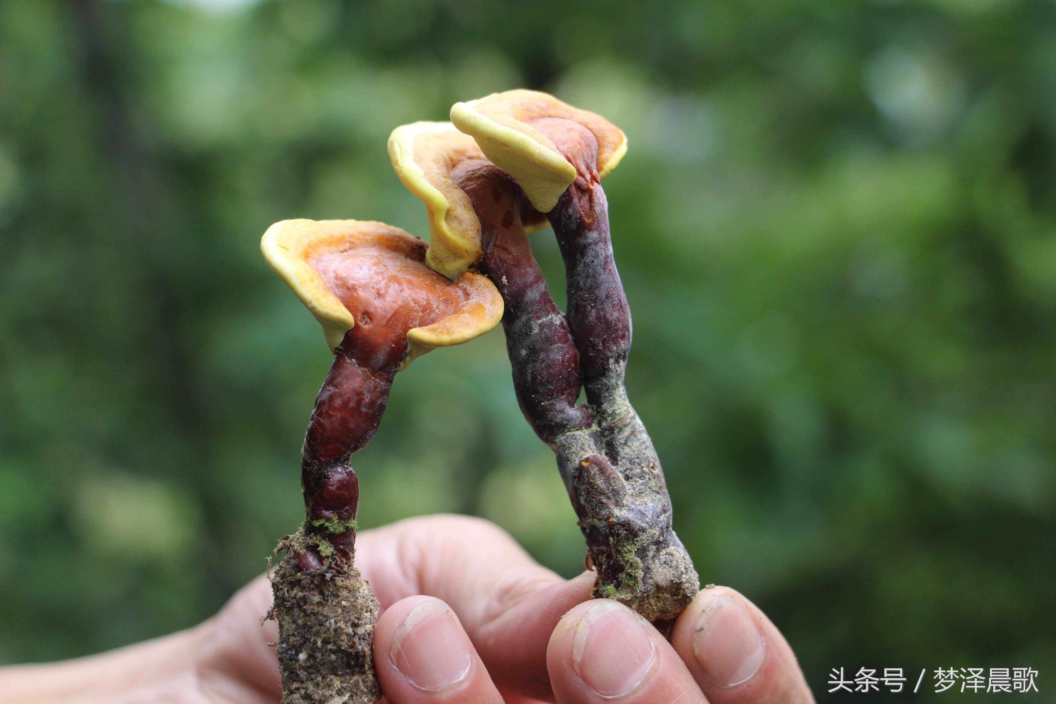 ﻿揭开神秘面纱 让你窥见纯天然野生灵芝风采