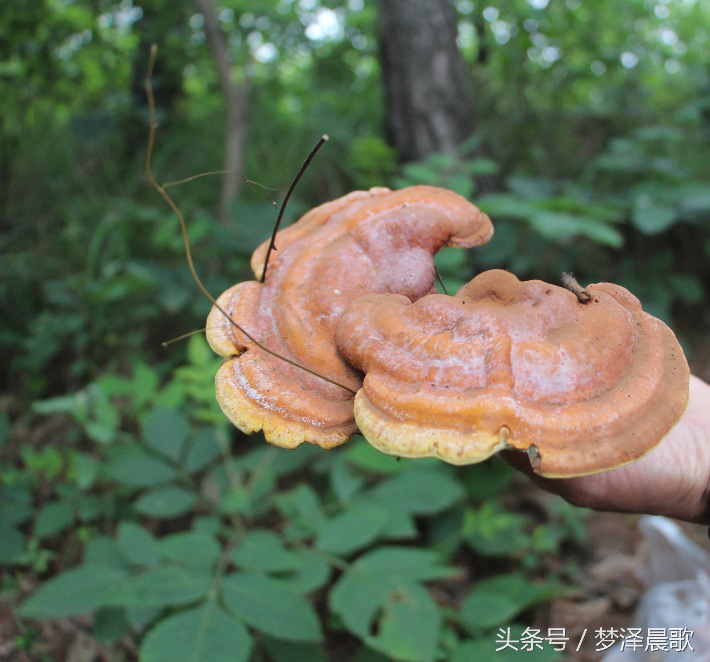 ﻿揭开神秘面纱 让你窥见纯天然野生灵芝风采