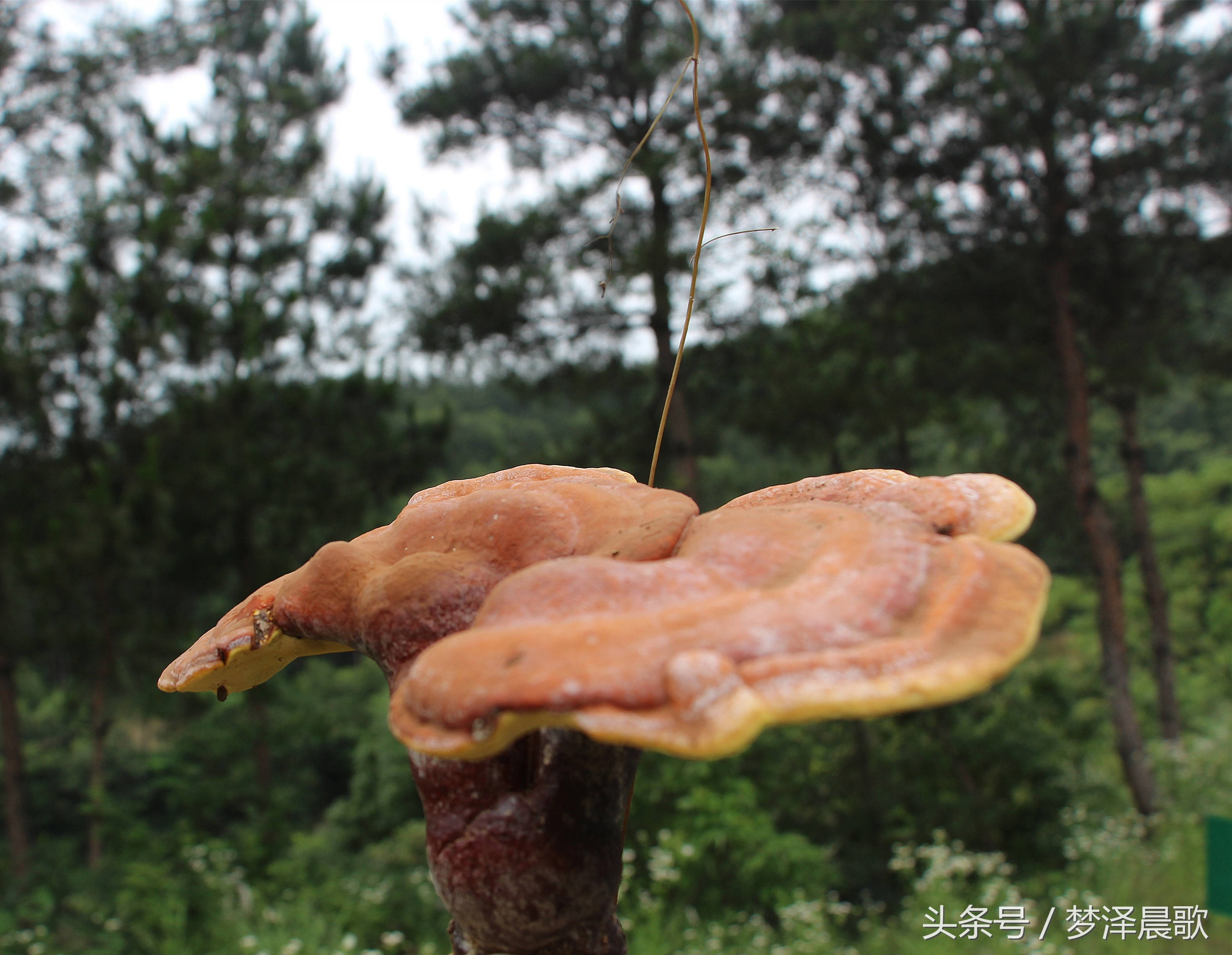 ﻿揭开神秘面纱 让你窥见纯天然野生灵芝风采