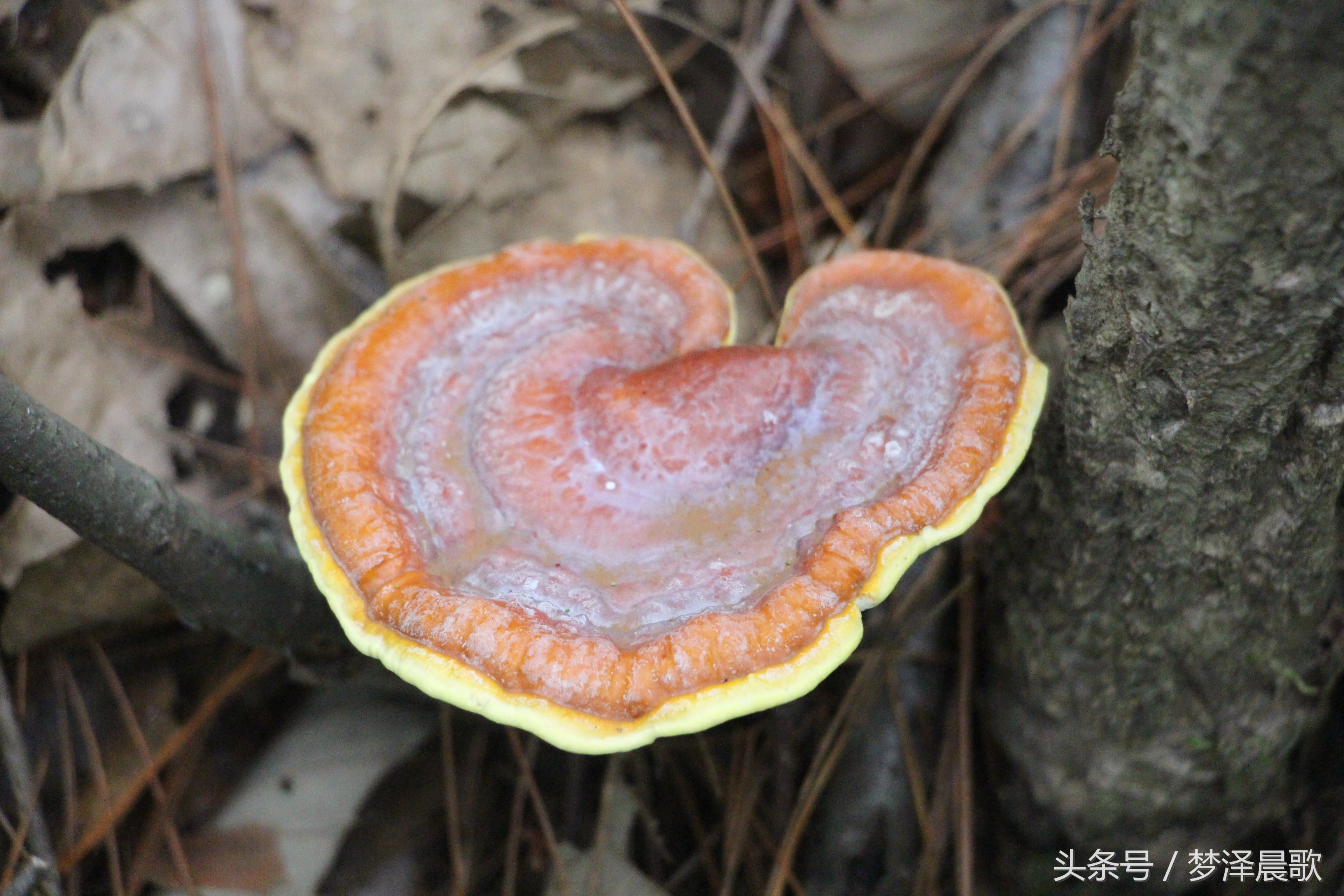 ﻿揭开神秘面纱 让你窥见纯天然野生灵芝风采