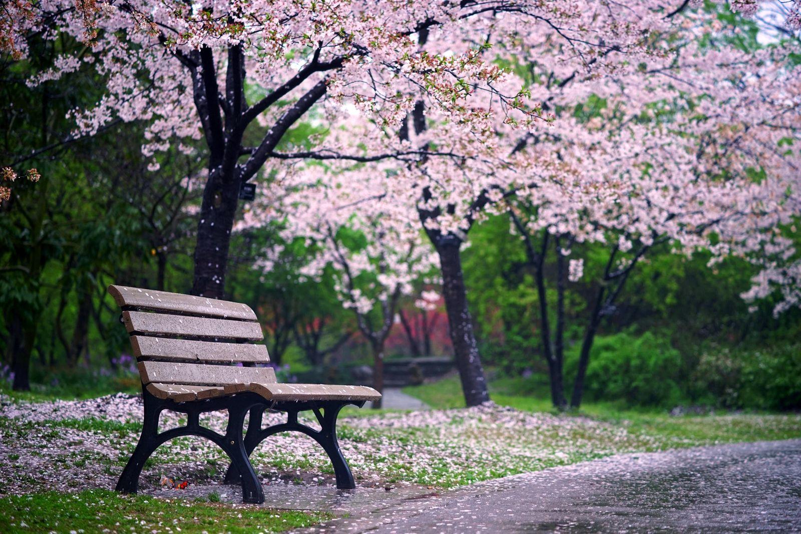 秦观最美的宋词名句：“自在飞花轻似梦，无边丝雨细如愁”