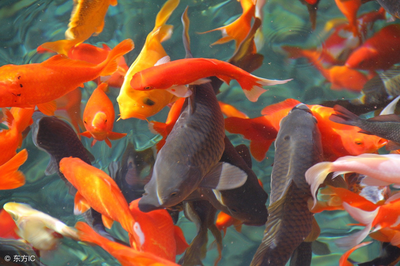 科学研究表明养鱼的鱼缸摆放位置几大注意事项-养鱼养几条好？