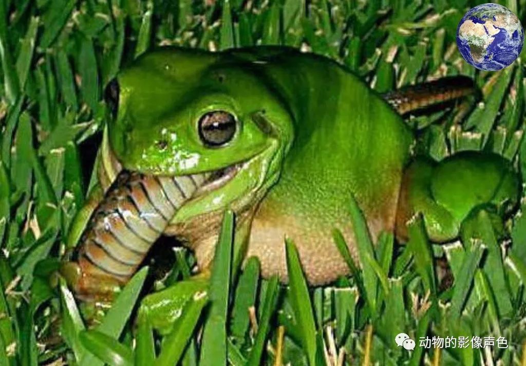 凶悍的美洲牛蛙,可以将自己的天敌毒蛇咬死
