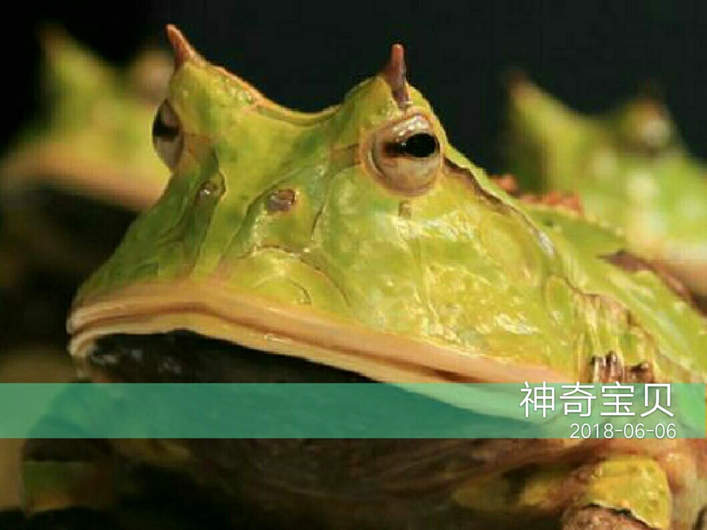 角蛙價格,角蛙價格多少錢一只