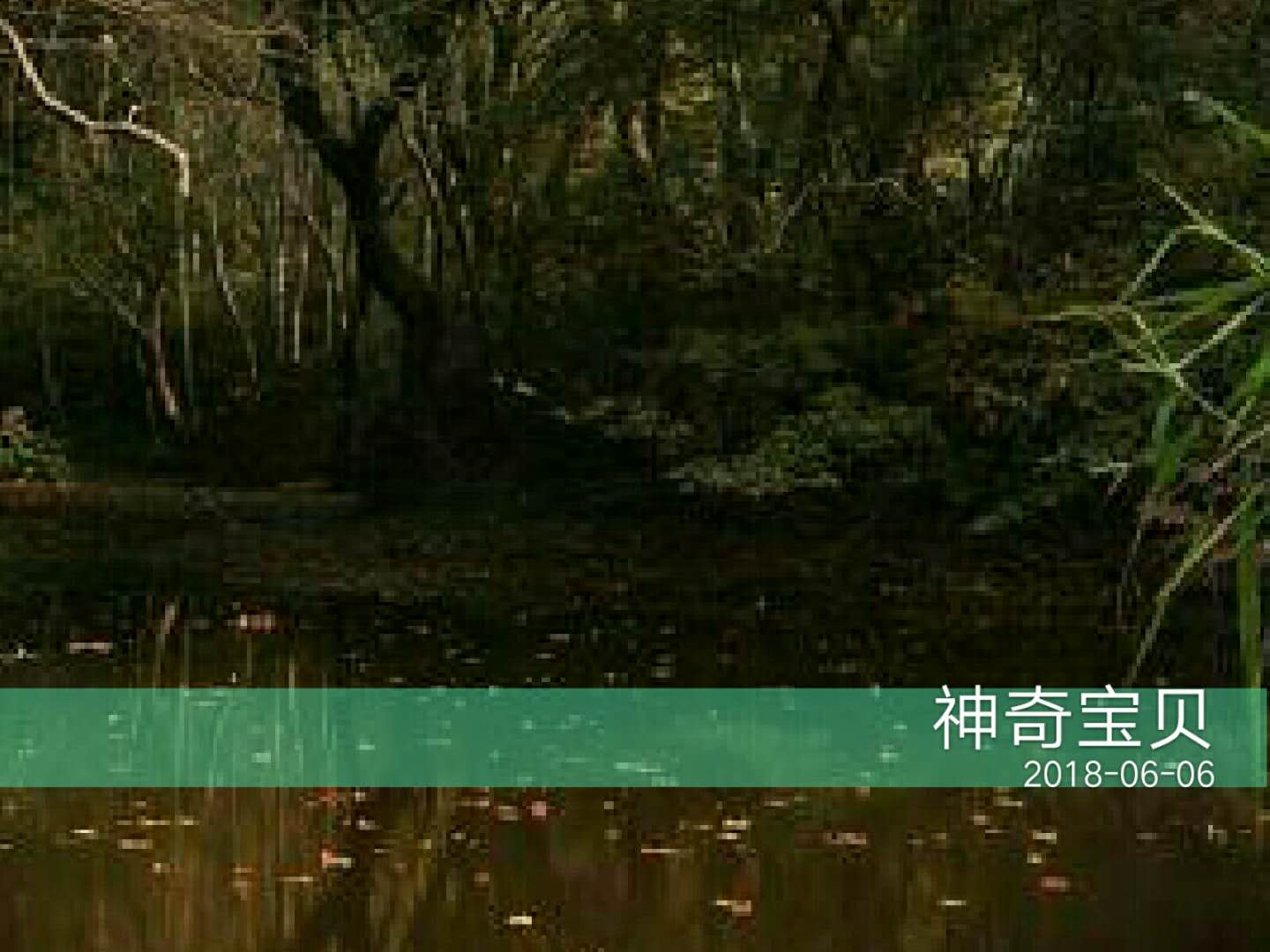 角蛙價格,角蛙價格多少錢一只