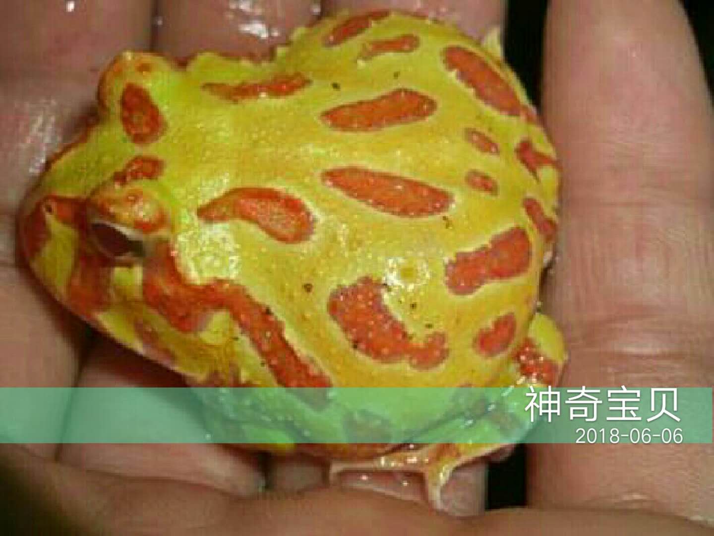 角蛙價格,角蛙價格多少錢一只