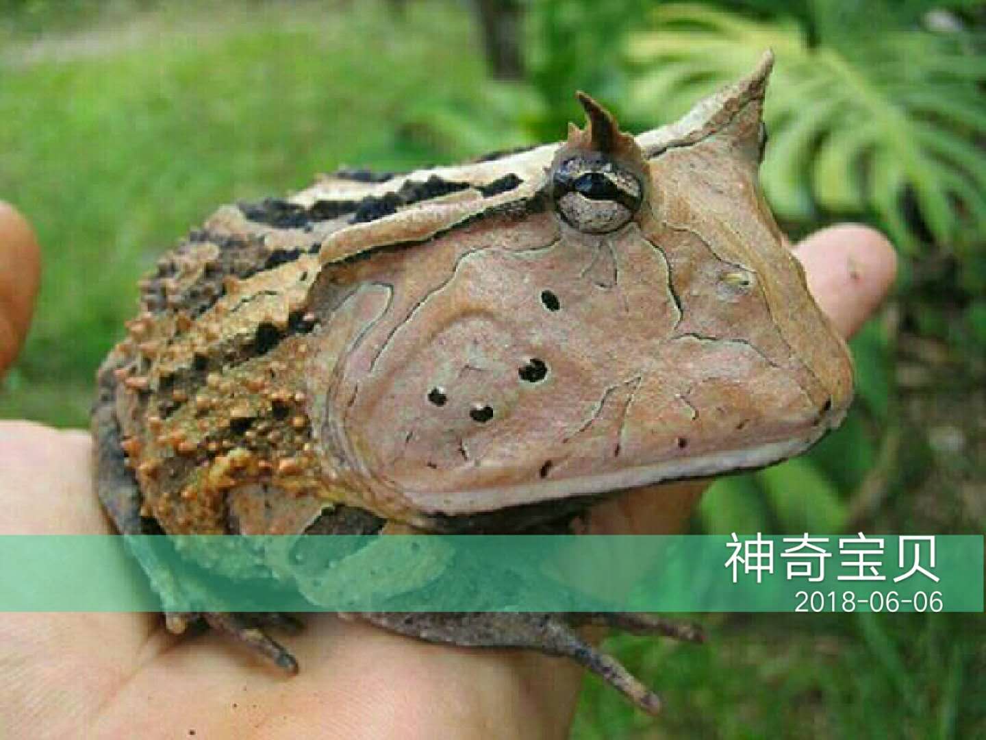角蛙價格,角蛙價格多少錢一只