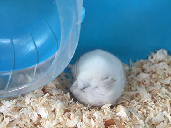 各种仓鼠的可爱睡姿,萌不到你算我,还是算仓鼠输吧