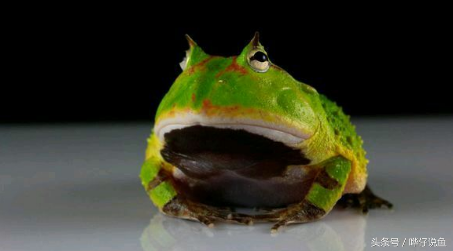 你就是我的青蛙王子！最适合美女萌妹的小宠物，非它莫属！