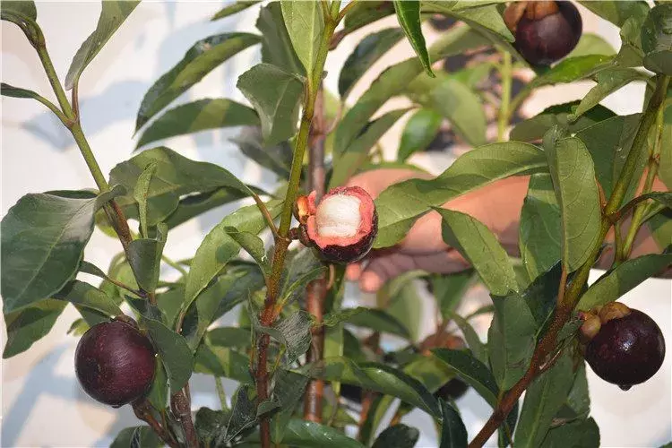 夫妻果是哪两种水果一热一寒夏天搭配吃滋补不上火