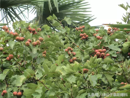 太和一中，阜阳最“学霸”高中？！