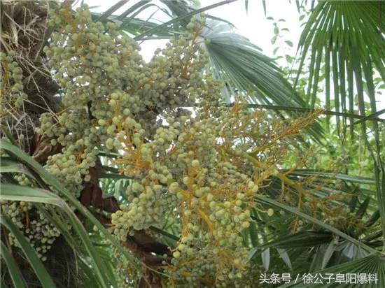 太和一中，阜阳最“学霸”高中？！