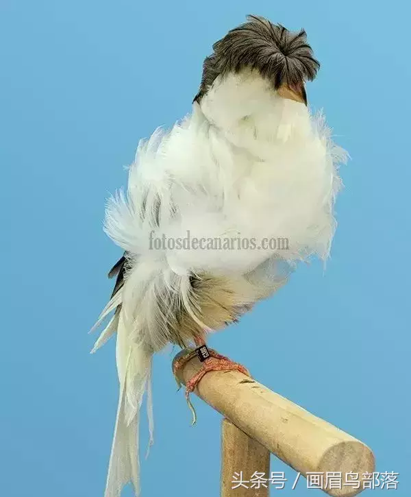 一六年白玉鸟价格白玉鸟