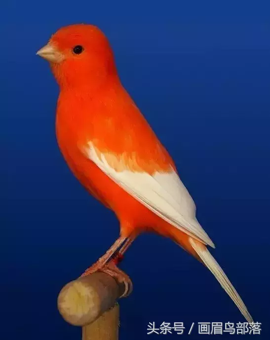 饲料种类芙蓉鸟和其他动物一样,在生命过程中需要不断摄取食物,消化