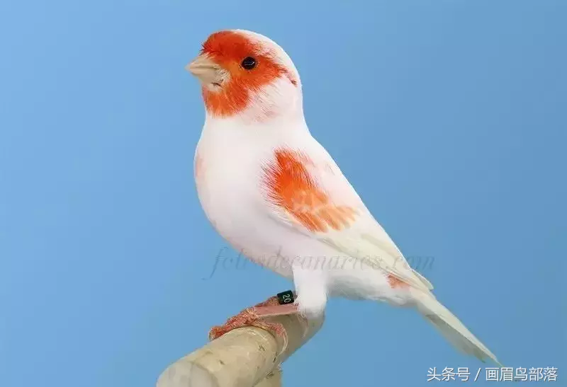 白玉鳥(芙蓉鳥,金絲雀)飼養知識