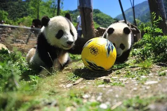 熊猫直播怎么读世界杯(“萌宝”助威2018世界杯！不管你是老司机还是伪球迷，最全赛程表赶紧收下！)