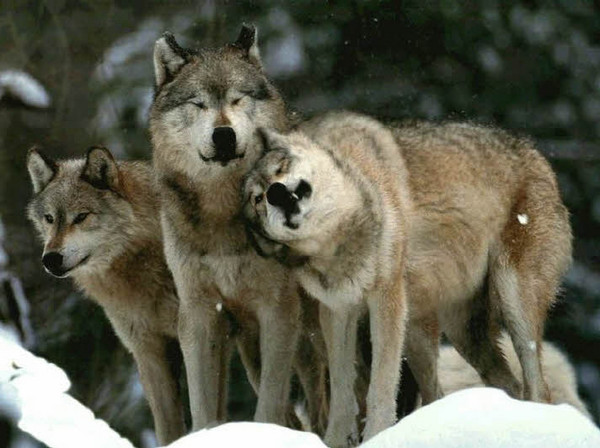 北美灰狼有多大（一文了解北美灰狼的平均体重）
